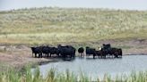 Heat, humidity kill hundreds of US cattle during world's hottest month