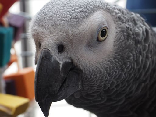 Potty-mouthed parrot who calls drinkers 'w***ers' is huge hit at pub