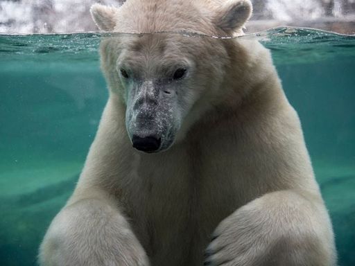 Baffin the polar bear dies by drowning after 'rough play' at Canada zoo