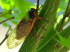 ‘Cicada-geddon’ is here! Here’s what you need to know about the noisy creatures in north Georgia