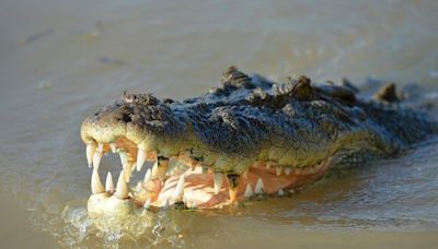 Australie : Des restes humains retrouvés après la disparition d’une enfant « attaquée par un crocodile »