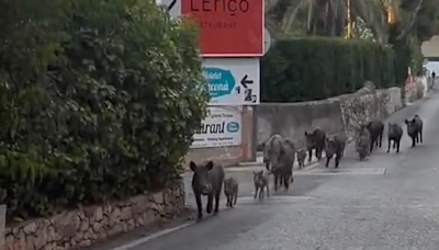 Una piara de 15 jabalíes se pasea por Dénia ante la preocupación de los vecinos