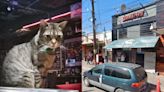 Fallece “Gatito Metalero” del famoso bar tijuanense Dragón Rojo