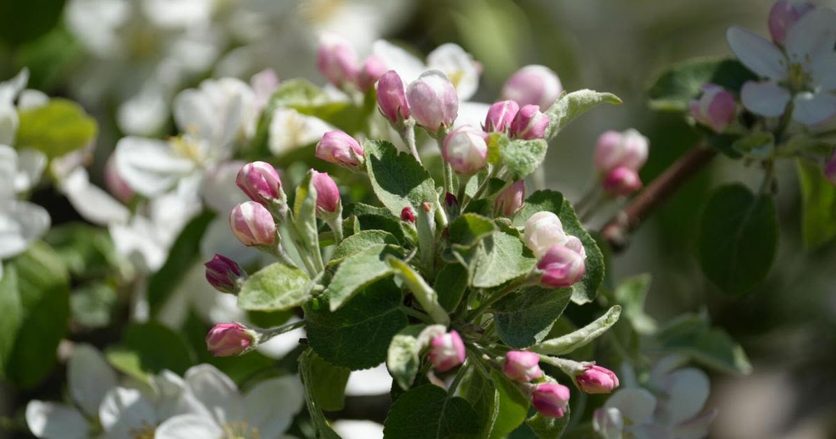 Bushels of good news: Berkshire County orchards off to a 'spectacular' start in 2024. In 2023, a frost in May devastated orchards for the season.