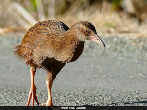 US Reality Show Contestant Kills, Eats Protected Bird in New Zealand