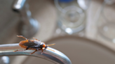 Why do cockroaches come inside? Here’s how to keep them out of your Mississippi home