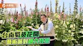 台南學甲蜀葵花文化節登場！週六開辦藝術派對