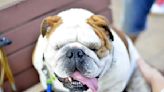 English Bulldog ‘Inspects’ Lawn Guy’s Work and Runs to Give Mom the Report