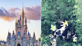 Wild Black Bear Spotted Inside Disney World's Magic Kingdom Safely Removed After Park Closures