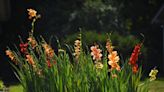 Decorator Carleton Varney: Join me in celebrating the ‘Year of the Gladiolus’