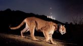 ‘A Celebrity in the Land of Celebrities’: Remembering P-22, L.A.’s Favorite Mountain Lion