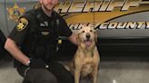 Green Lake County Sheriff's Office plans escort, memorial service for K9 Roky