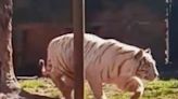 Two tigers captured in Georgia after tornado ripped apart enclosure at safari park