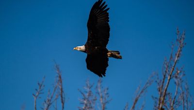 Colorado's bald eagles soar to new heights despite bird flu setback