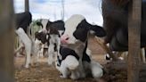 Dinamarca busca cobrar un impuesto por “flatulencias de vacas y cerdos” para cuidar el ambiente | Mundo