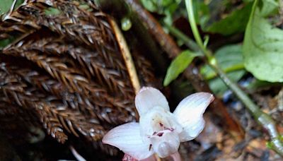 藤枝發現極危植物「密鱗長花柄蘭」！珍貴畫面公開