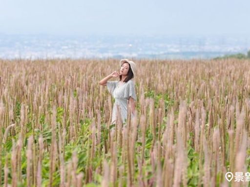 巨幅兔尾草花海秘境美拍！百萬夕陽市景同賞取景角度必收