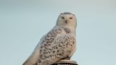 Snowy owl roosts on chimney cap in in Bay View, delighting residents and birders