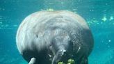 Manatee 'rescued' off Cape Coral shores in 2021, returns twice her size and healthy