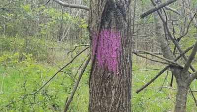 If you see purple paint when hiking in these states, run for your life