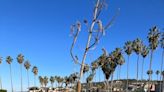 Destructive fungus identified at Torrey Pines reserve could affect La Jolla Shores trees