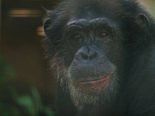 Where is Tonka, the primate star of 'Chimp Crazy', now?