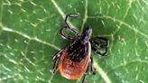 Tick season is here, so here are common Maryland varieties and how to protect yourself