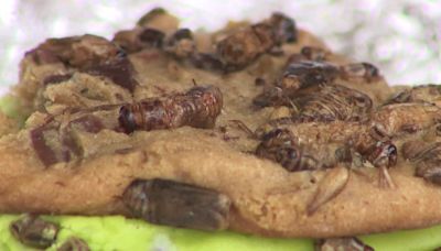 Wisconsin State Fair unusual foods for fairgoers to sample