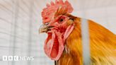 Emyvale: 15 roosters found dead after 'suspected cockfighting'