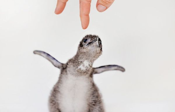 Aquarium welcomes 5 Little Blue Penguins to its habitat