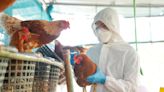 Gobierno mexicano desmiente a la OMS y dice que paciente no murió por gripe aviar A H5N2