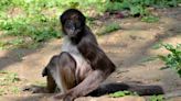 Le singe-araignée varié, l’un des primates les plus menacés au monde