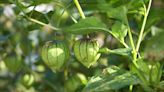 How to Grow Tomatillos in Your Garden for the Best Harvest