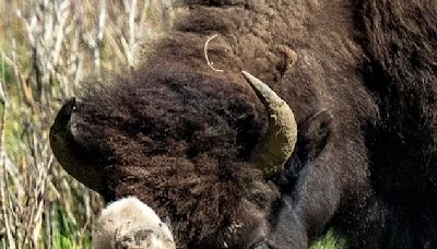 Mystery as rare 'once-in-a-generation' white buffalo VANISHES