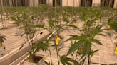 INSIDE LOOK: Greene Co. facility plants first crops dedicated to recreational use in Ohio