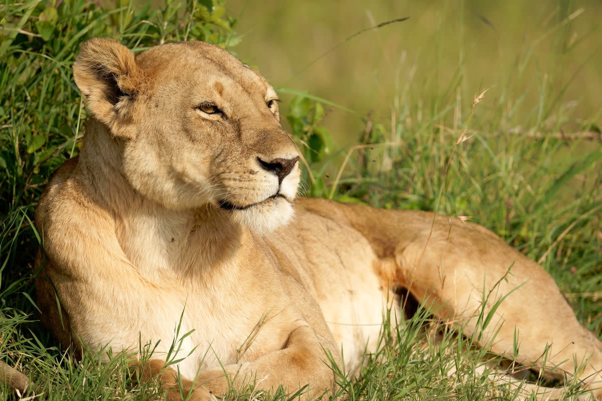 Lion Rescued From Ukraine Steps on Grass for the First Time and It’s Giving People the Feels