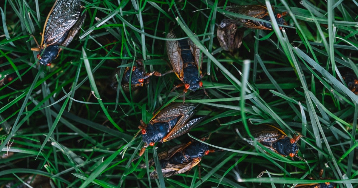 ▶️ Listen Now: Why cicadas have been noticeably absent in Chicago