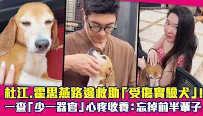 杜江.霍思燕路邊救助「受傷實驗犬」！ 一查「少一器官」心疼收養：忘掉前半輩子