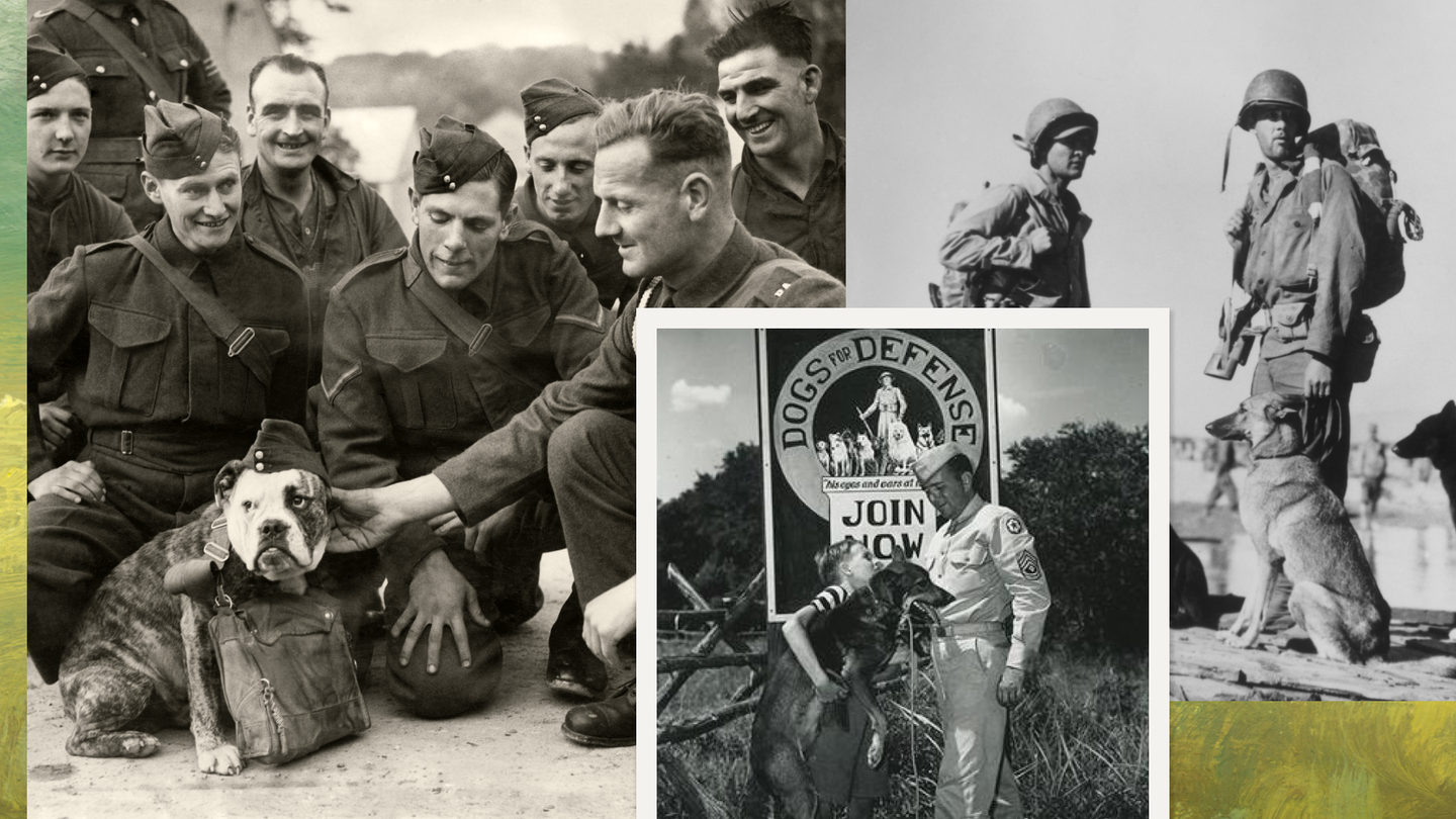 How Did Family Dogs End Up on WWII Front Lines?