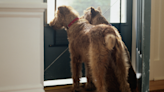 Dog doesn't know how to open door, so sibling helps him "every single time"