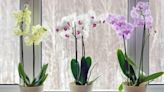 7 best houseplants for beautiful blooms