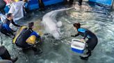 Dos belugas procedentes de Ucrania descansan en l'Oceanogràfic de València tras una operación de rescate de varios meses