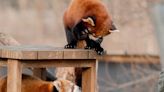 Paprika the red panda meets her mate at the Greater Vancouver Zoo