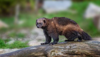 “I am thrilled to welcome wolverines back" – Colorado's wild is getting a new resident