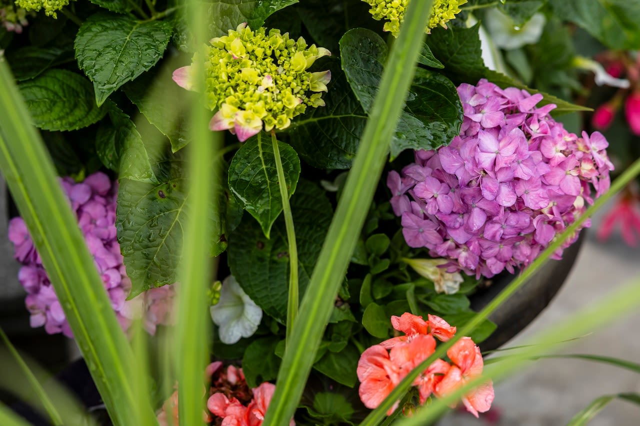 Here's where you can pick your own flowers for a Mother's Day gift.