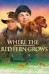 Where the Red Fern Grows (2003 film)