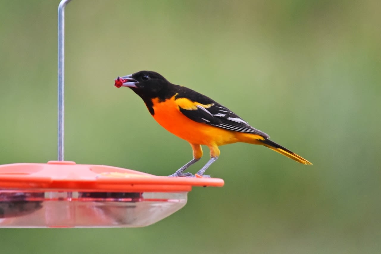 This tropical-looking bird might visit your Michigan backyard this spring