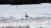 Migratory birds at Creamer's Field announce the arrival of spring