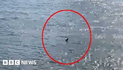 River Thames: Is this a shark swimming in London's waterway?