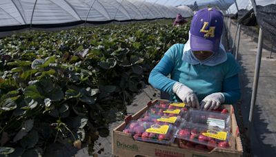 Do You Know Where Your Strawberries Come From?